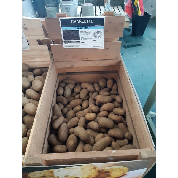 Seed Potato CHARLOTTE per kg