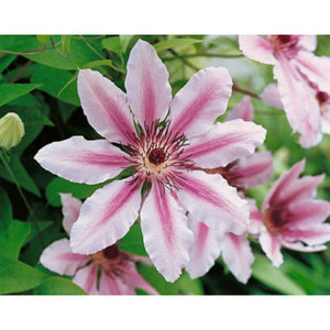 Clematis Nelly Moser 3L