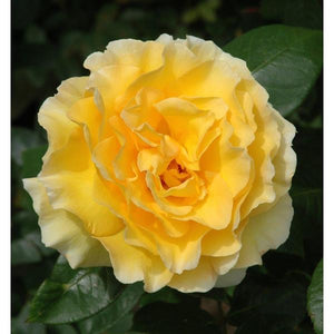 Rose GROSVENOR HOUSE rich gold-yellow 4L