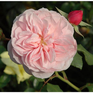 Rose OUR BETH soft blush pink 4L