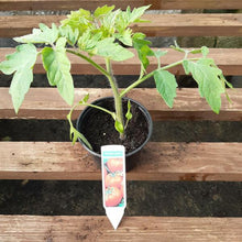 Load image into Gallery viewer, Tomato Plant 9cm
