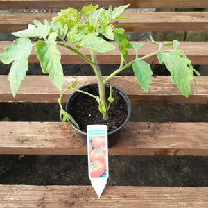 Tomato Plant 9cm