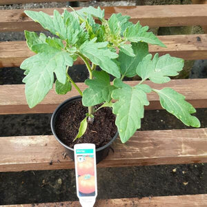 Tomato Plant 9cm