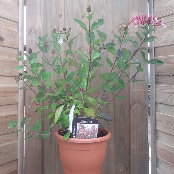 LONICERA per. STRAWBERRIES n CREAM 3L  Swiss Valley Garden Centre