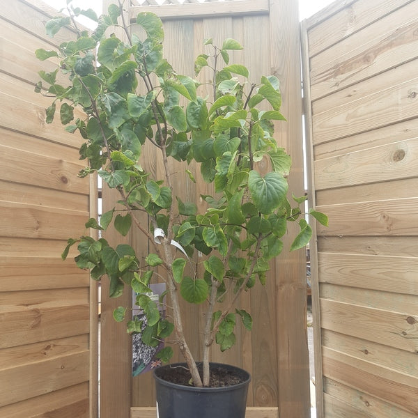 Syringa Lilac - Sensation