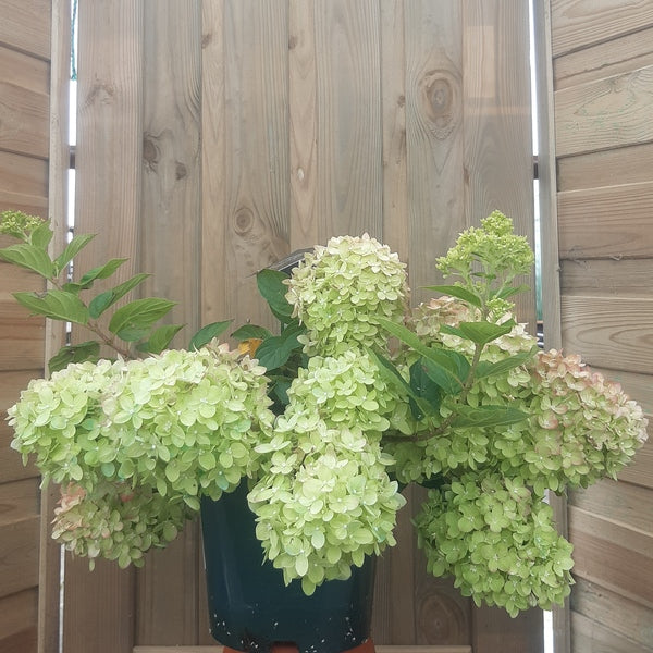 Hydrangea pan. Living Little Lime 4.5L