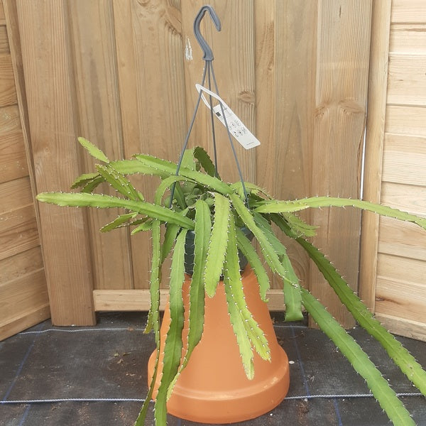 Aporocactus 24cm Hanging Pot