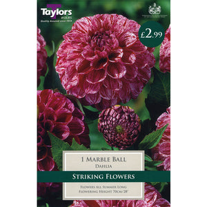 DAHLIA MARBLE BALL I