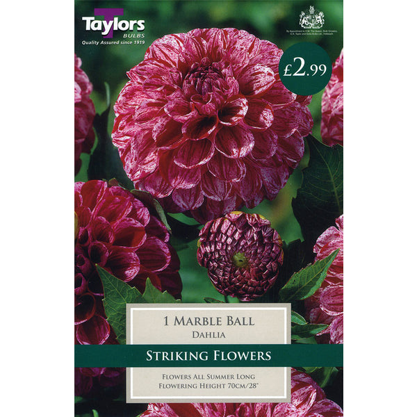 DAHLIA MARBLE BALL I